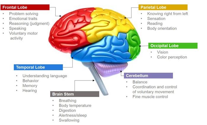 Automatic driving brain activity